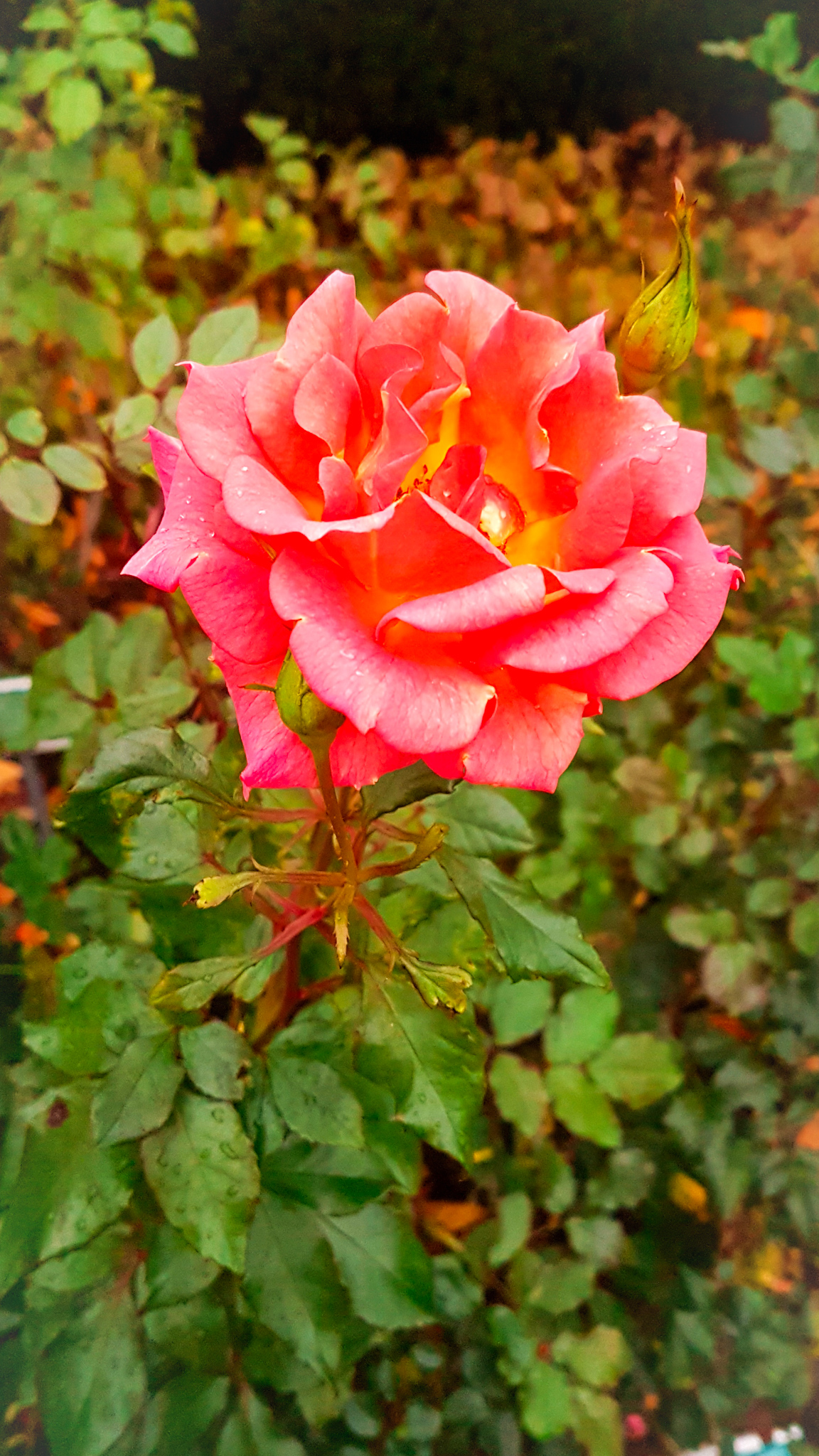 picture of an orange red rose